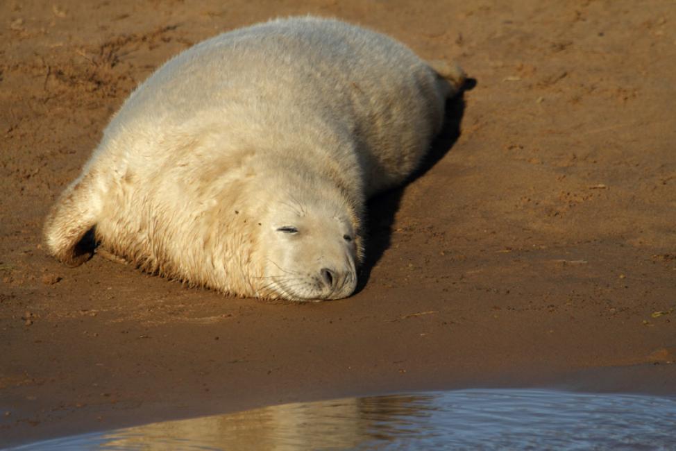 La siesta